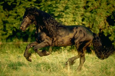 frison